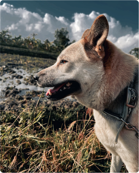 The HH Pack dog