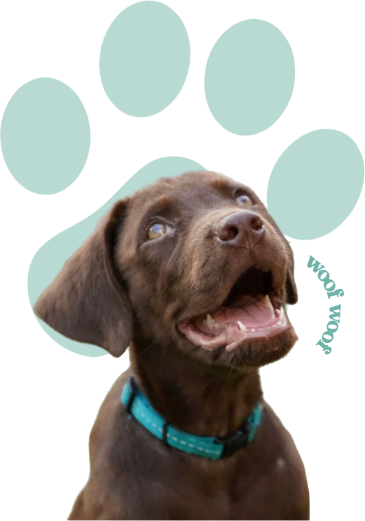 Happy dog waiting for a treat