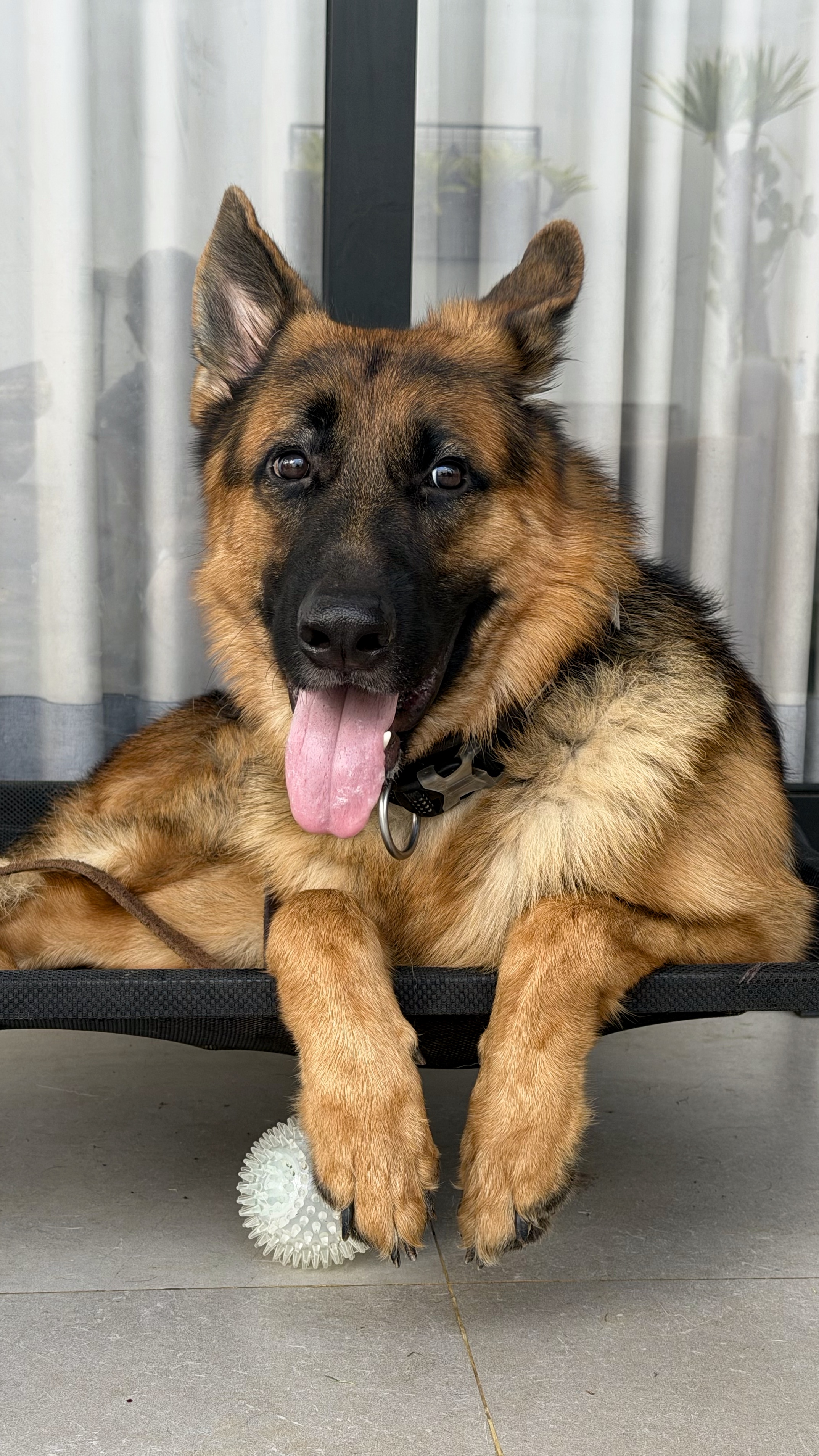 The HH Pack dog