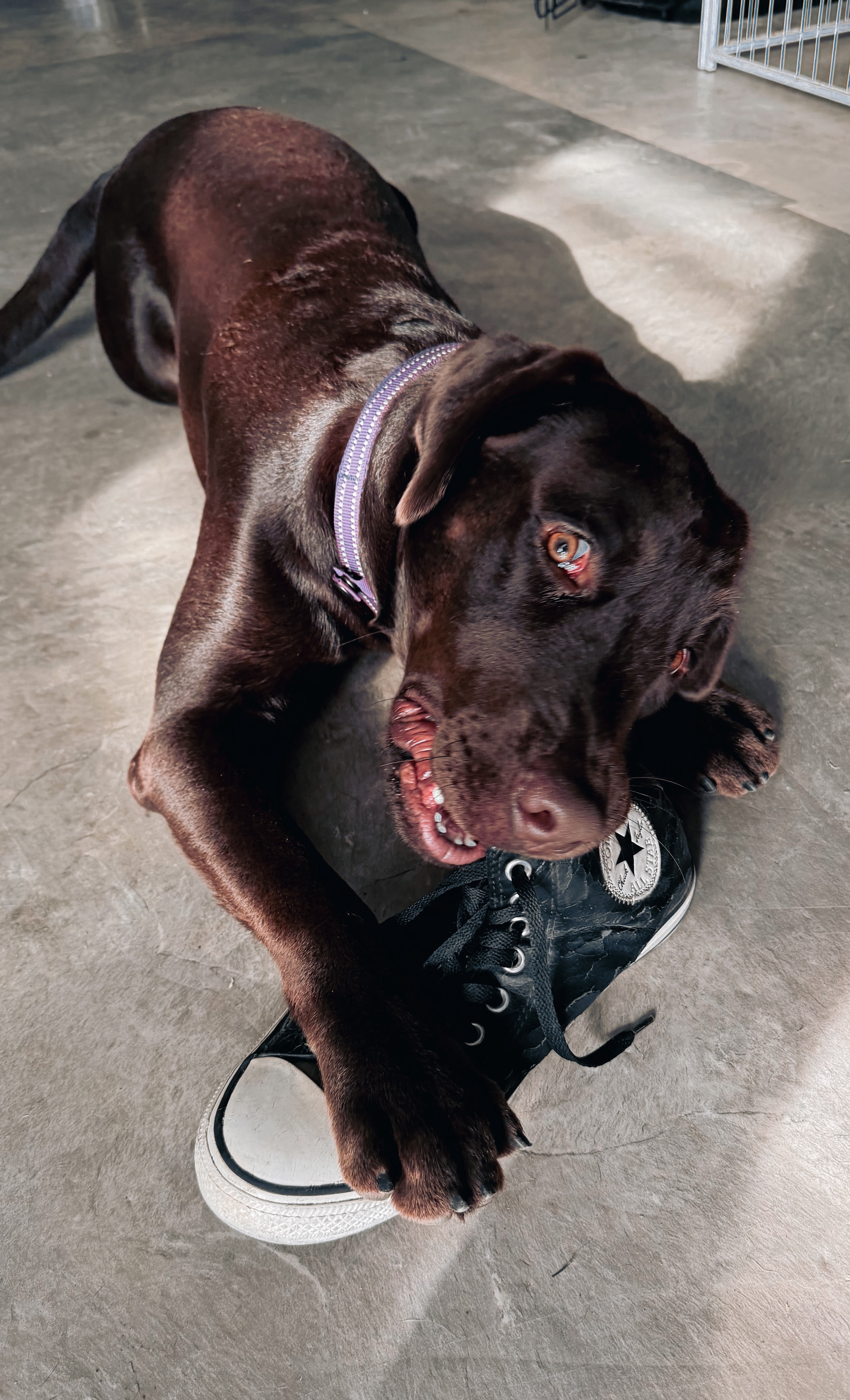The HH Pack dog