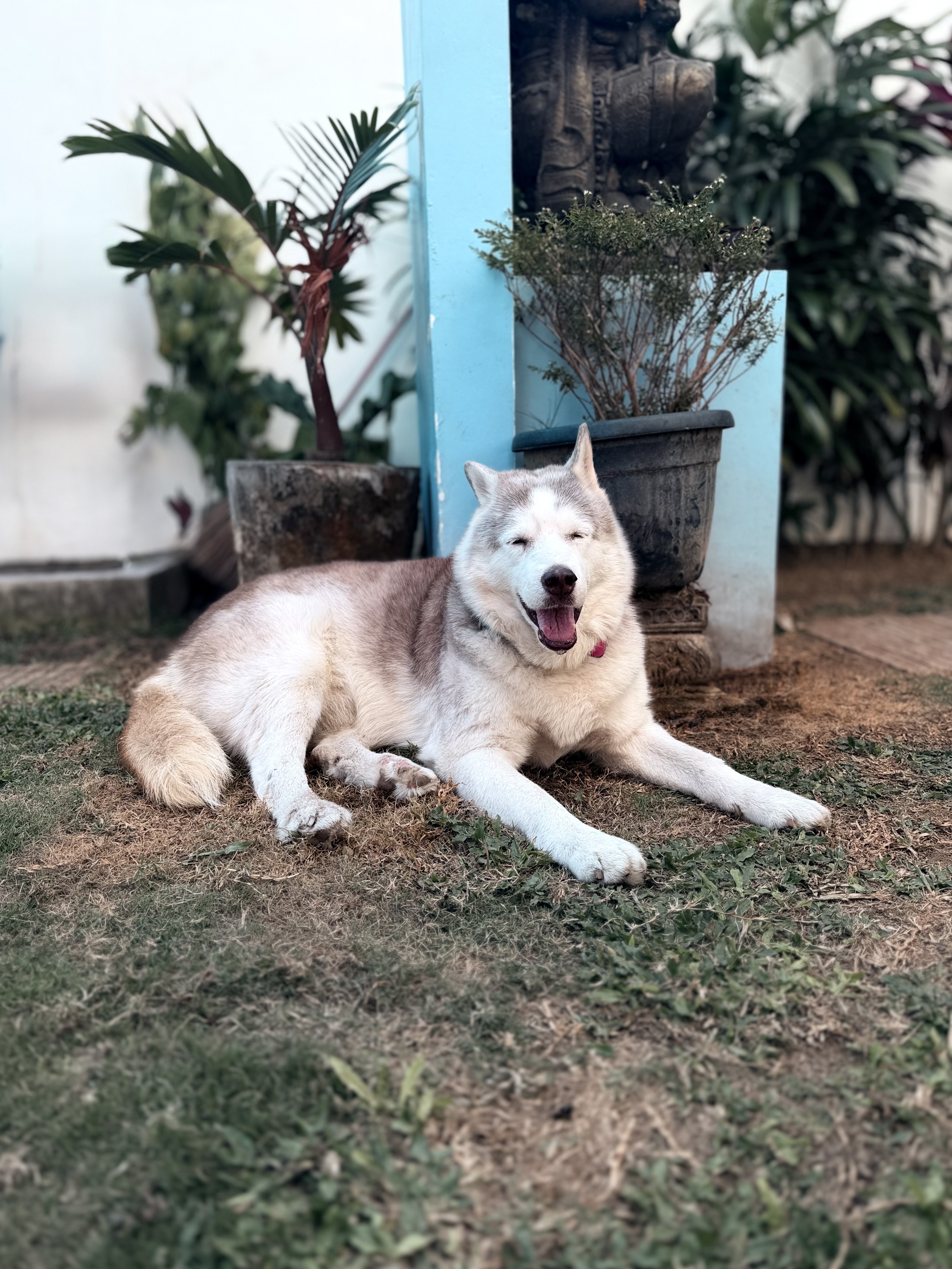The HH Pack dog