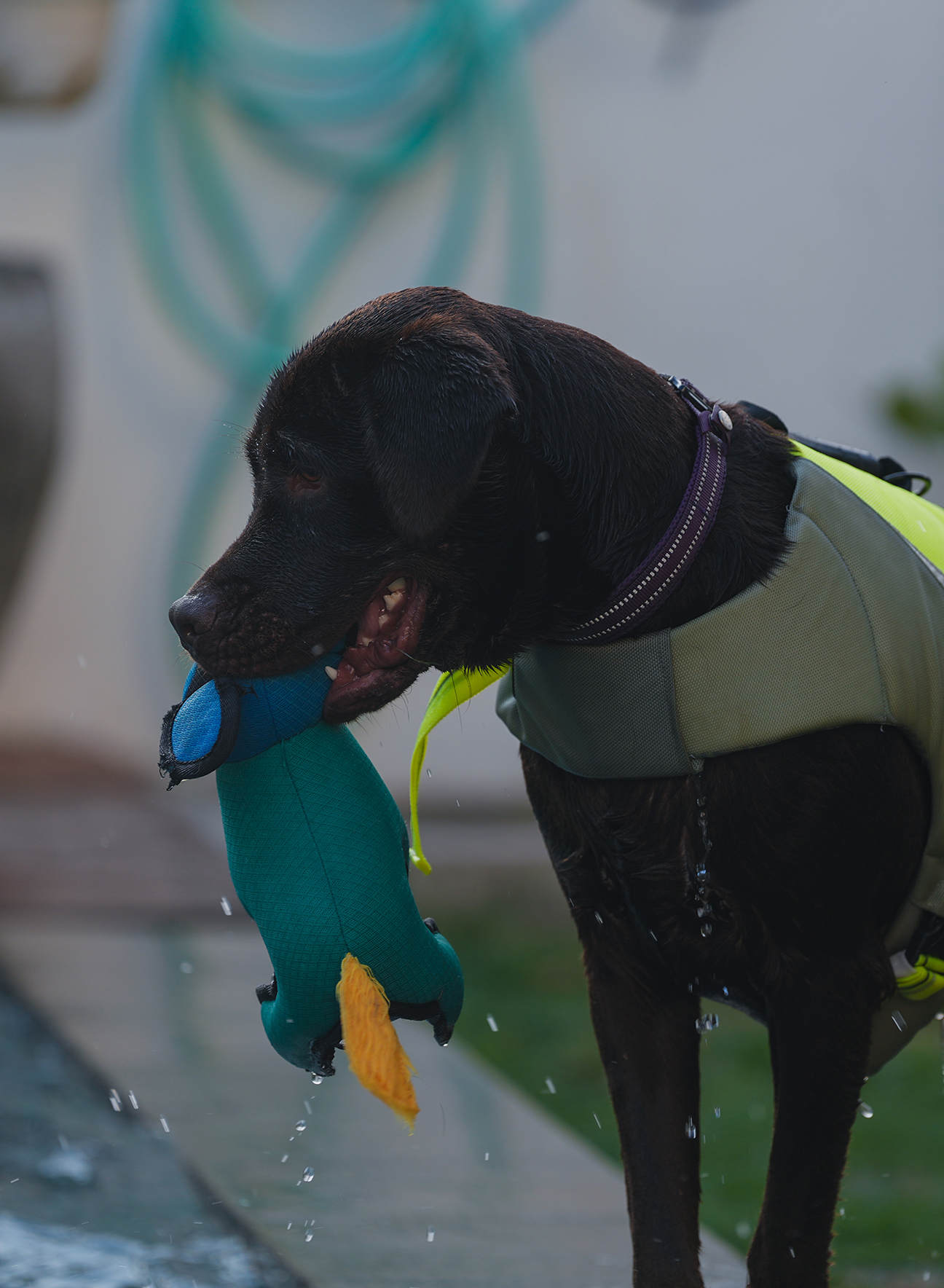 Pet care FAQ