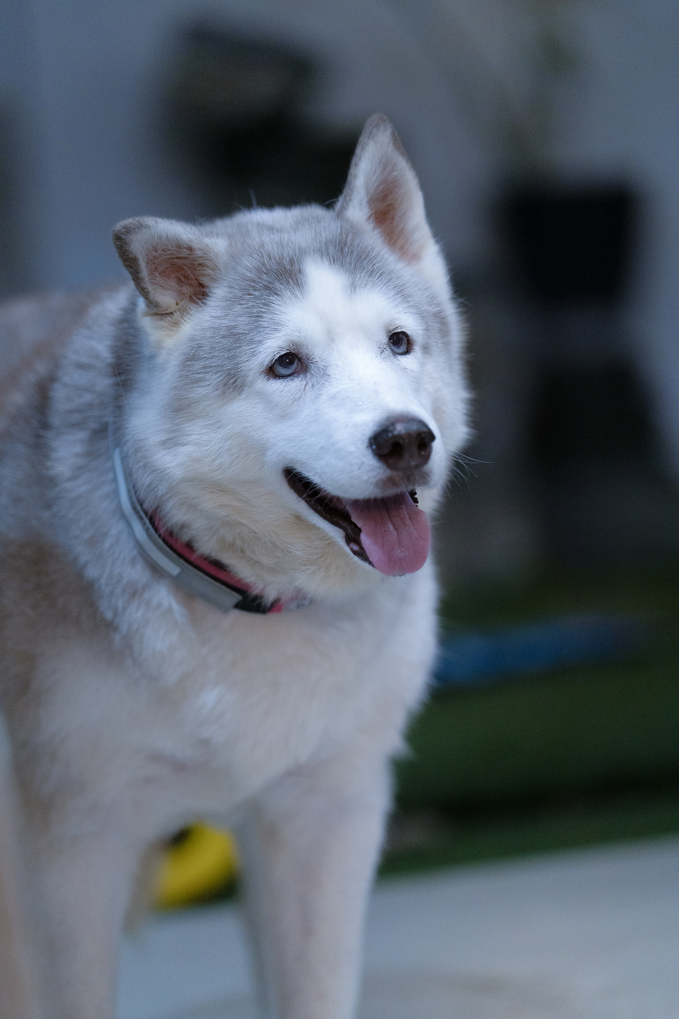 Pet care FAQ