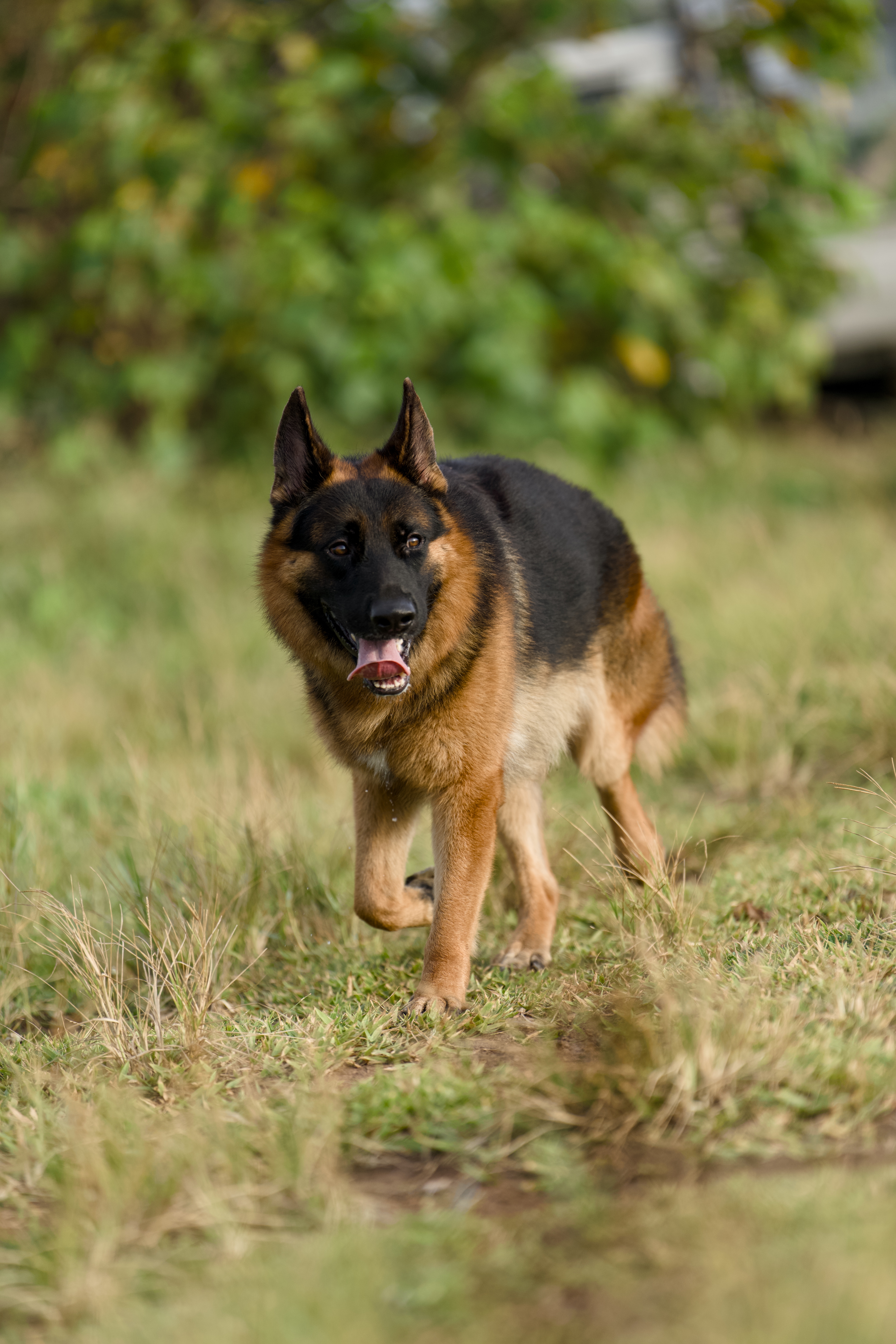 Pet care FAQ