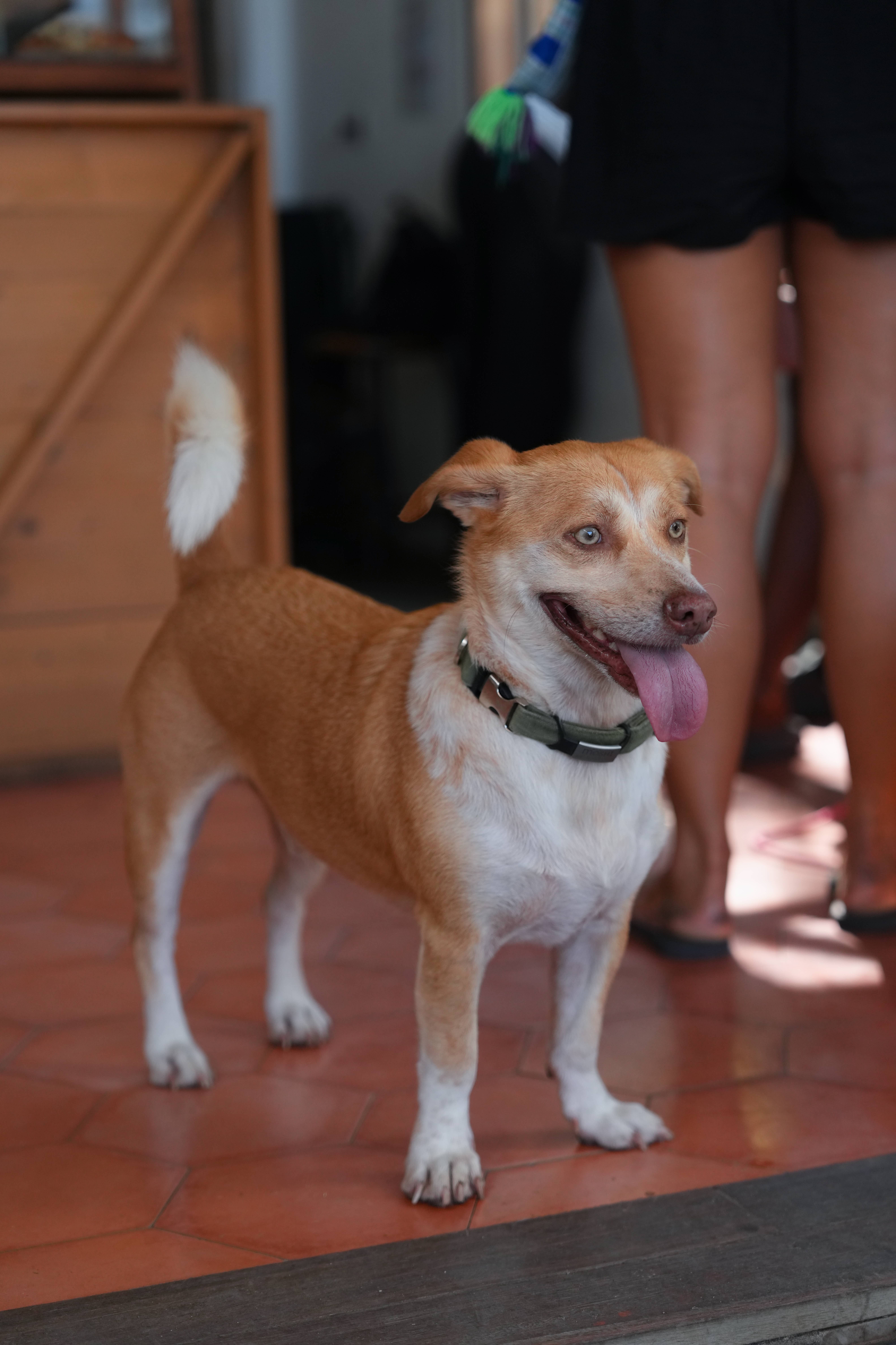Cute Dog